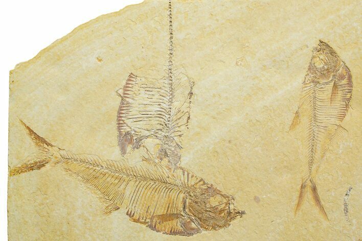 Plate of Three Fossil Fish (Diplomystus) - Wyoming #363851